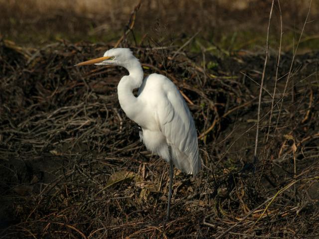 Egret at the Yolo Bypass