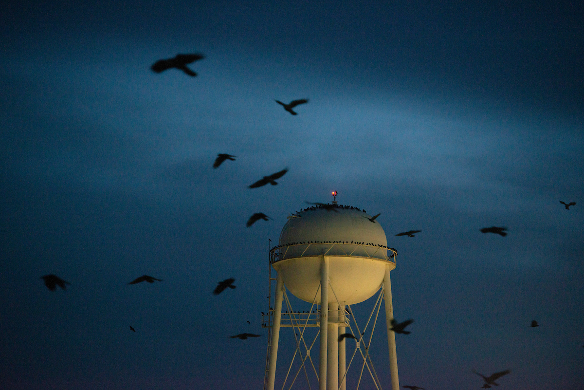 crows circle a UC Davis water tower at dusk