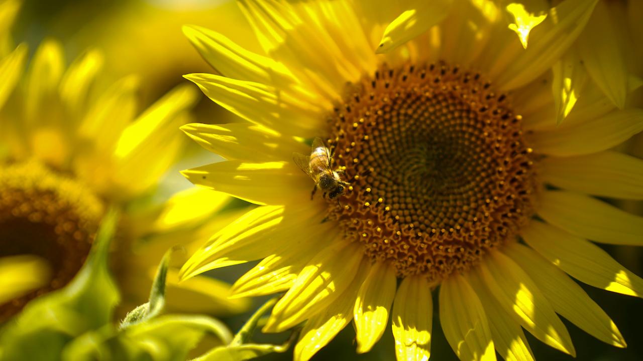Sunflower closeup 