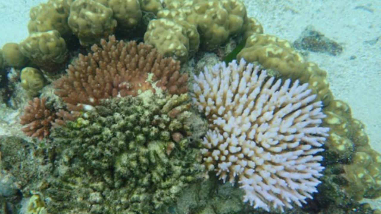 Bleached and healthy coral side by side
