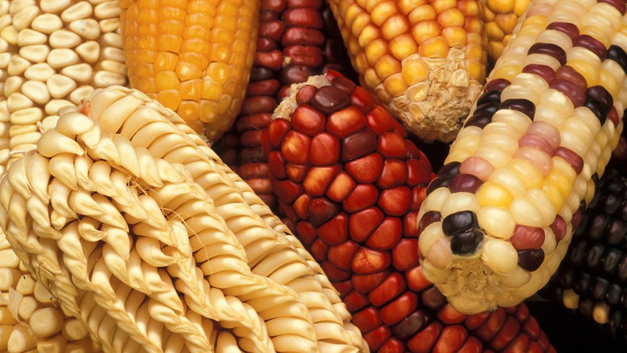 Maize shows tremendous phenotypic variation
