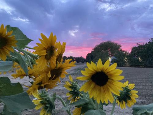 sunflowers at sunset in West Davis