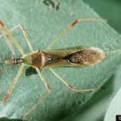 An assassin bug, Zelus sp., may help to control vineyard pests. 