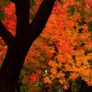 fall color in Davis