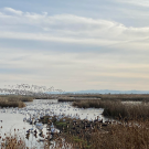 Snow geese and Ross' geese in a wetland