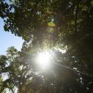 Oak tree canopy, summer.