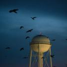 crows circle a UC Davis water tower at dusk