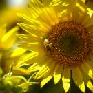 Sunflower closeup 