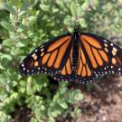 Monarch butterfly in an urban garden