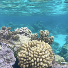 Coral reef community in clear aqua waters