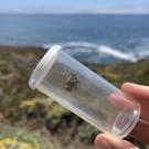 bumblebee collected on the Bodega Marine Reserve