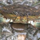 European green crab, close up and personal